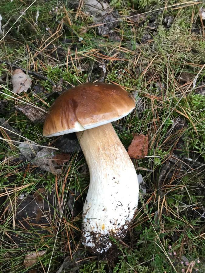 Domek Borsk Bagian luar foto
