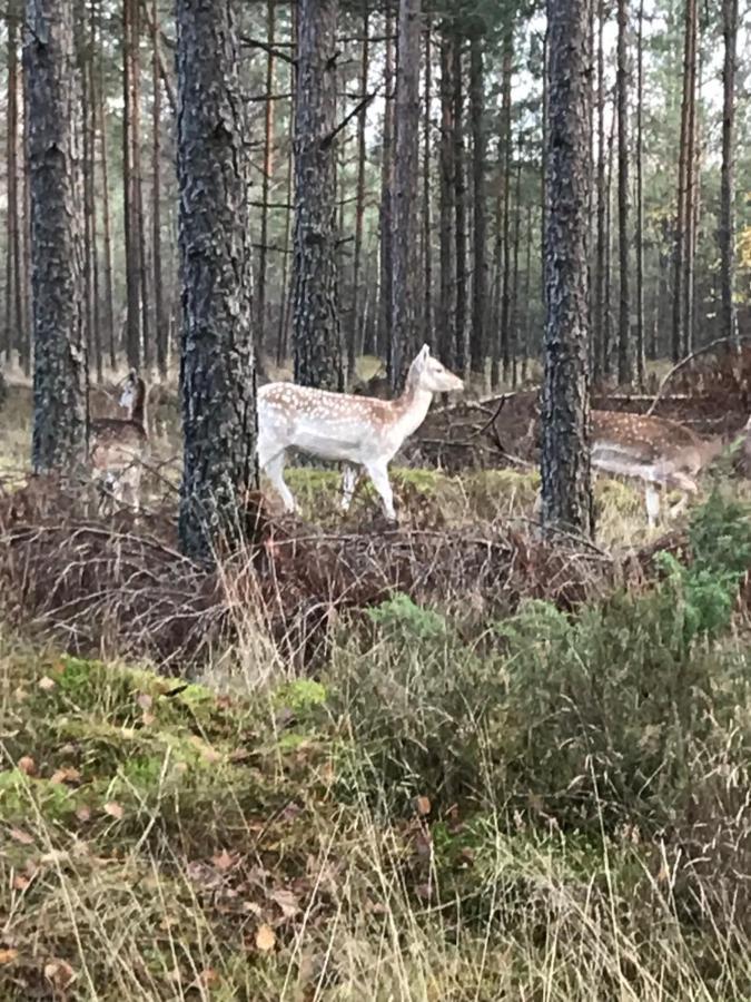 Domek Borsk Bagian luar foto