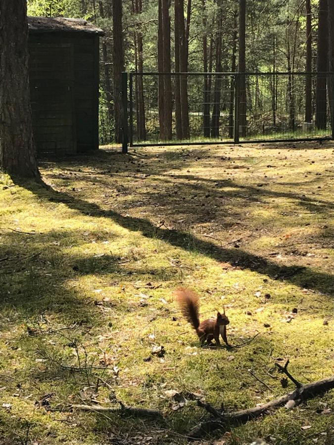 Domek Borsk Bagian luar foto